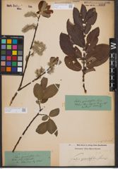 Foto von Salix appendiculata Vill.